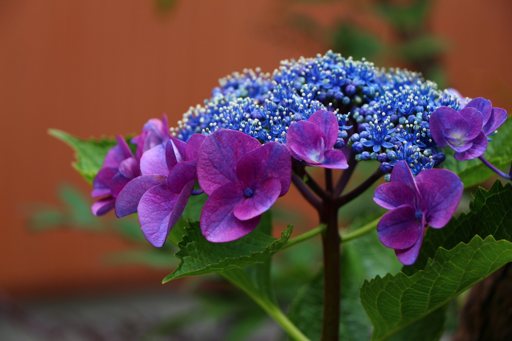 紫陽花