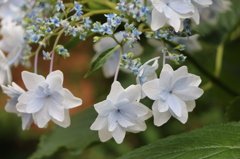 紫陽花（隅田川の花火）