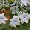 紫陽花（隅田川の花火）