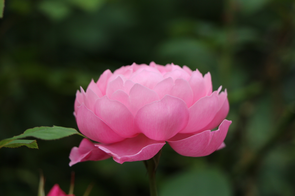 バラの花