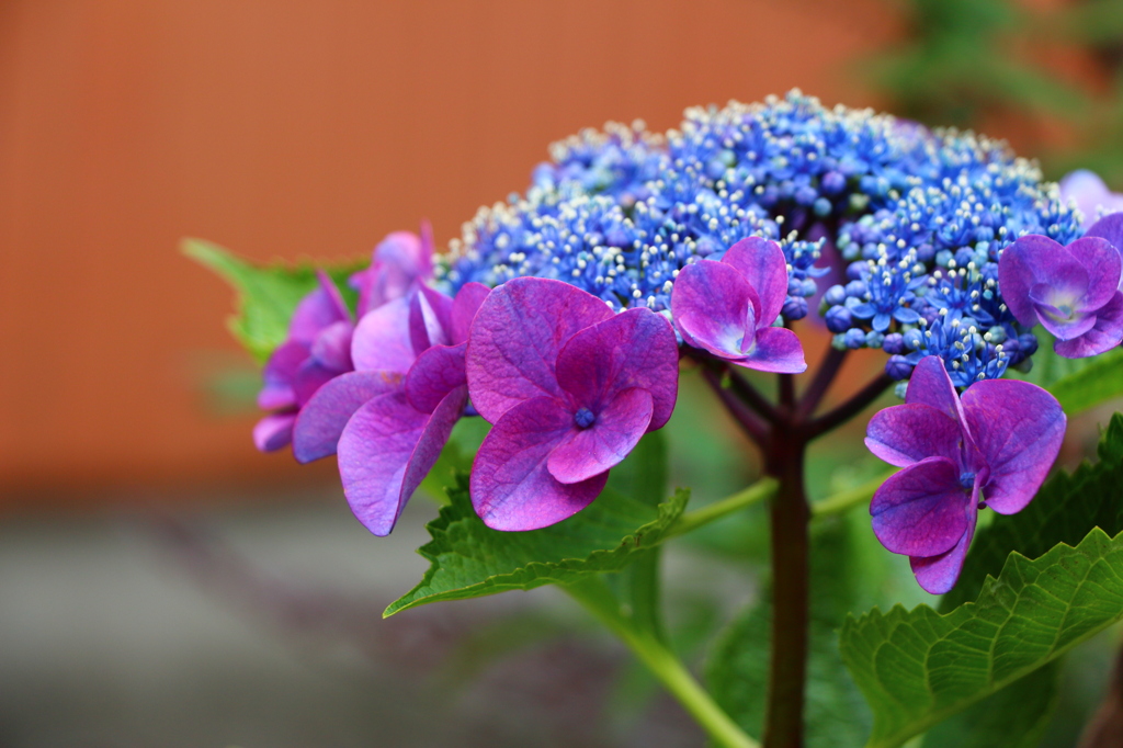 紫陽花
