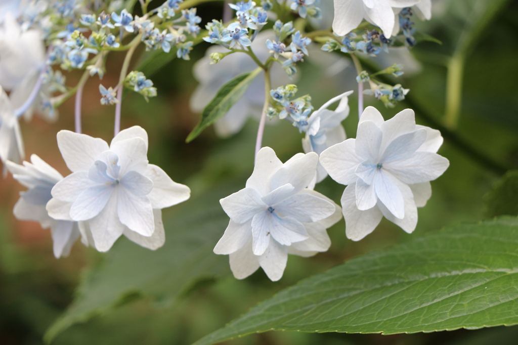 紫陽花（隅田川の花火）