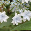 紫陽花（隅田川の花火）