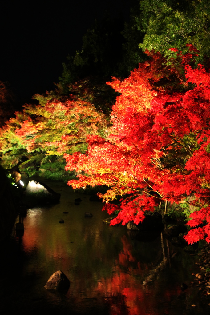 ライトアップされた紅葉