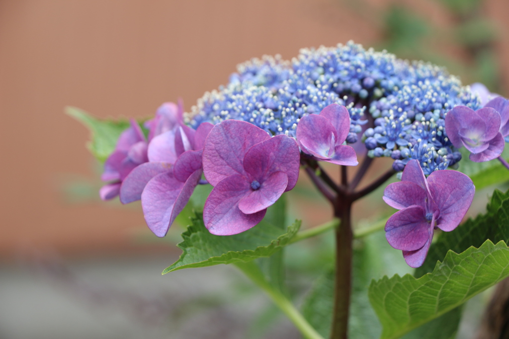 紫陽花