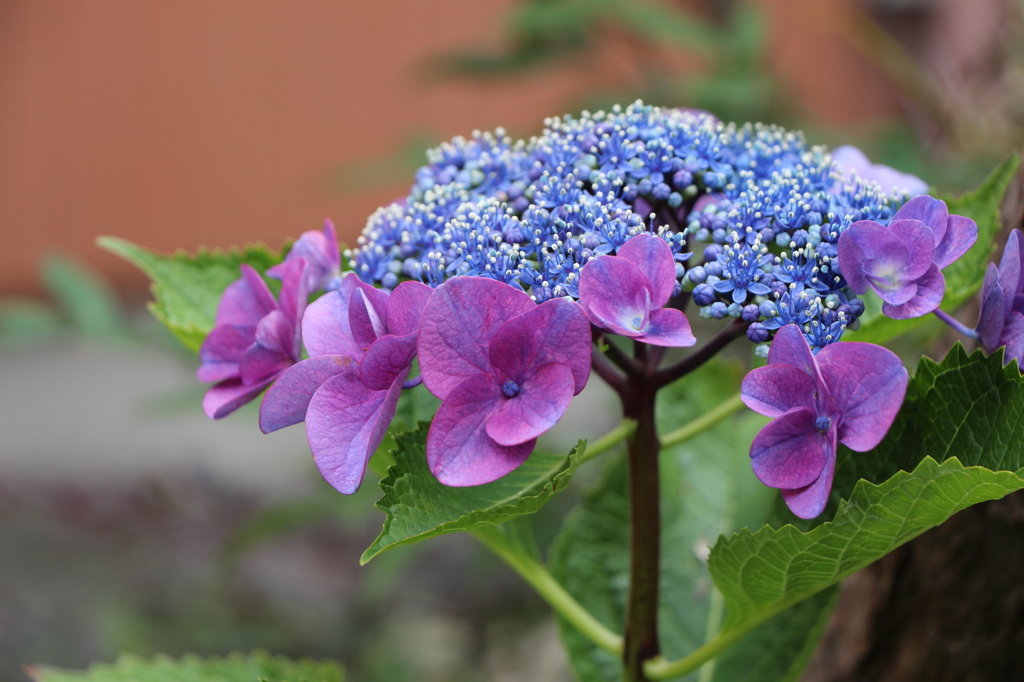 紫陽花
