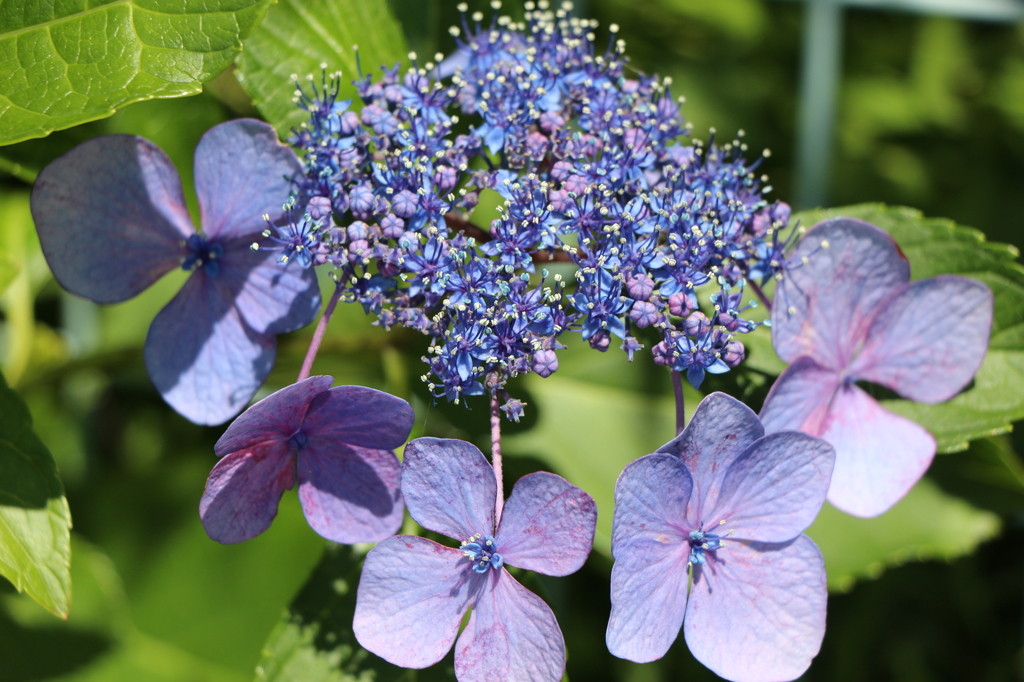 六華苑の紫陽花
