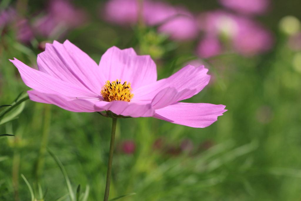 秋桜