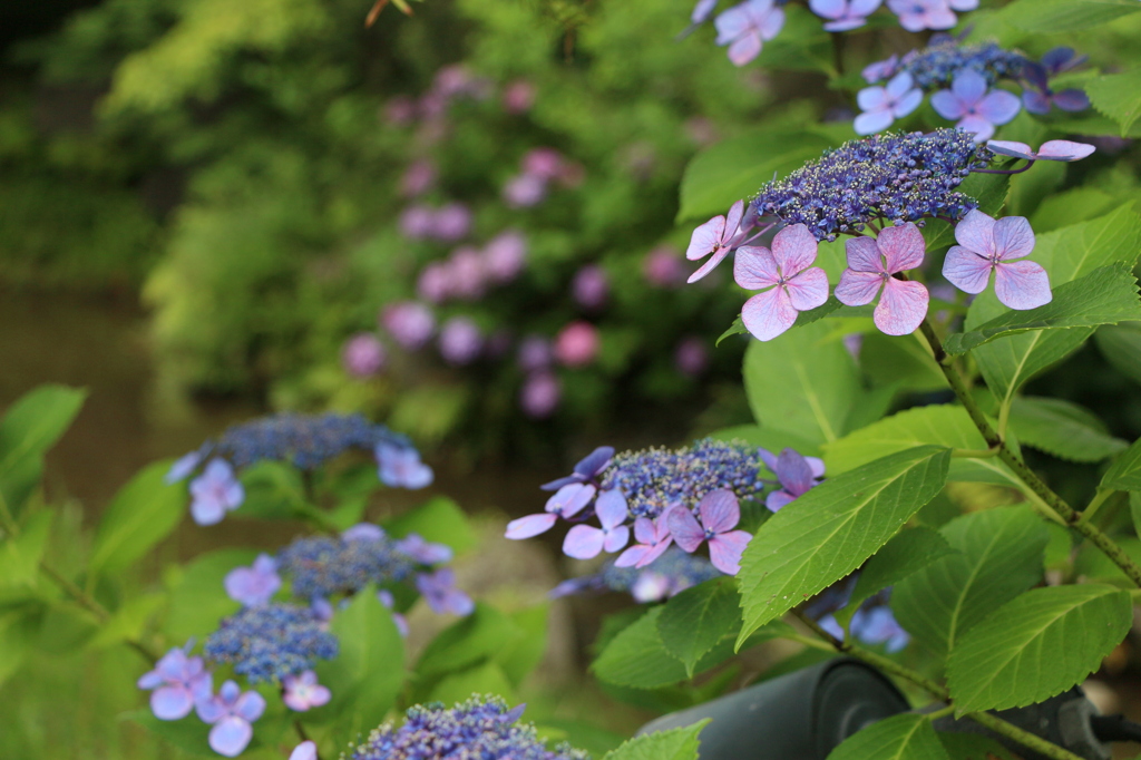 紫陽花