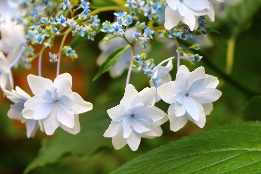 紫陽花（隅田川の花火）