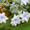 紫陽花（隅田川の花火）