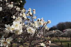 春なんで公園に梅を見に行って来ました