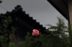 曇りの中の素敵。