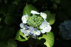 Hydrangea (4)