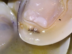 MACRO＋LED (3)