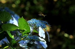 Hydrangea (2)