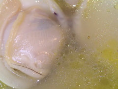 MACRO＋LED (4)