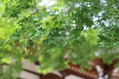 2012.6.24 熊谷市　能護寺