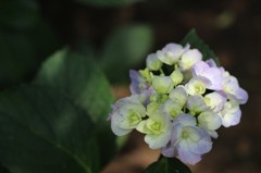 2012.6.24 熊谷市　能護寺