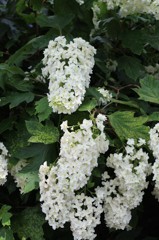 2012.6.24 熊谷市　能護寺