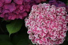 2012.6.24 熊谷市　能護寺