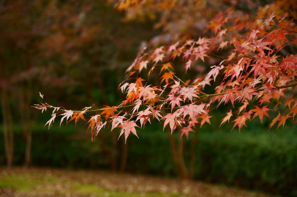 紅葉