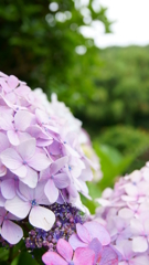 紫陽花