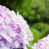 紫陽花