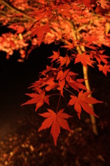 紅