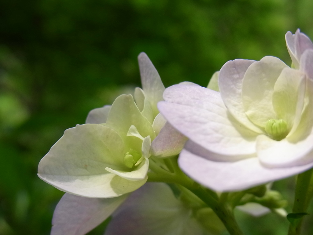 花（４）
