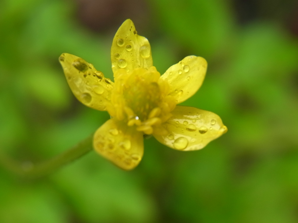 花（１）