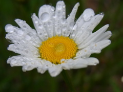 花（３）