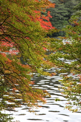 白駒の池－紅葉