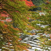 白駒の池－紅葉