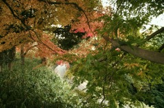 明日香村