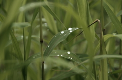 雨上がり