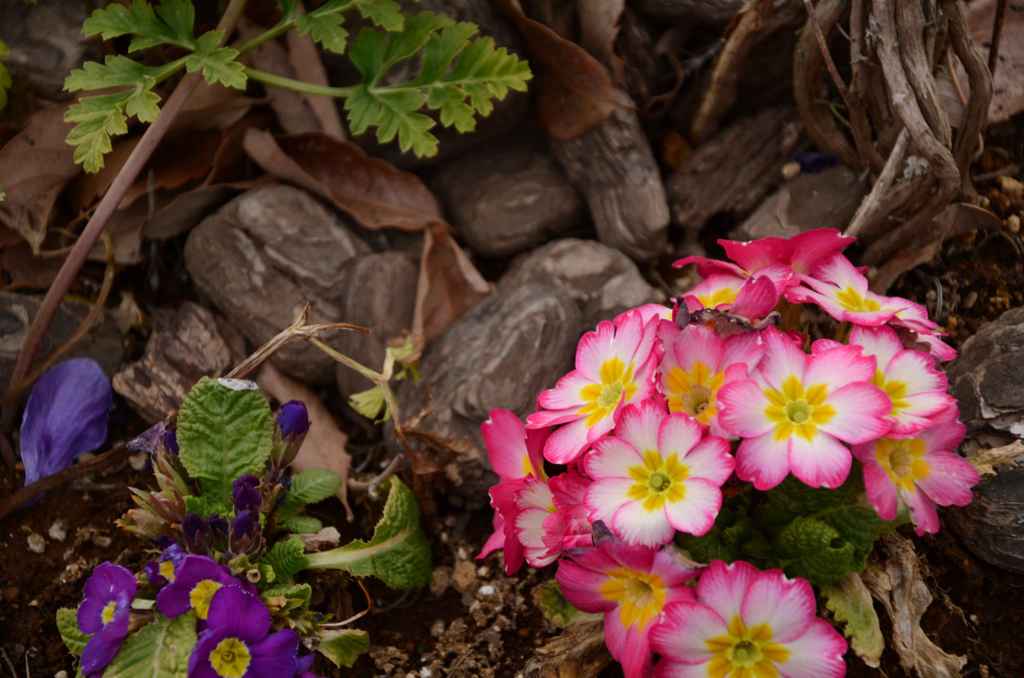 みちの花