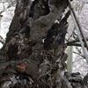 サクラ2012_01