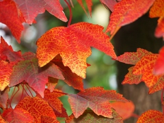 紅葉