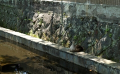 休憩中のカモ