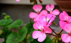 花壇の花