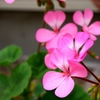 花壇の花