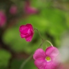 赤い野の花