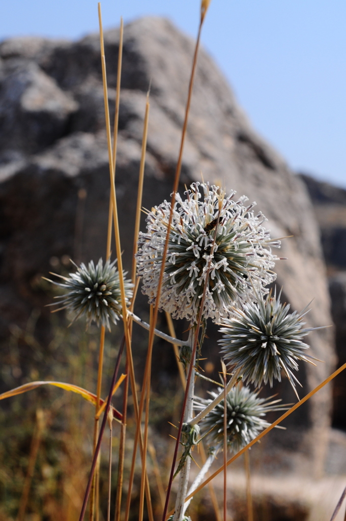 トルコの草