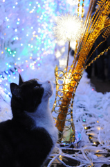 時之栖の猫
