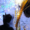 時之栖の猫