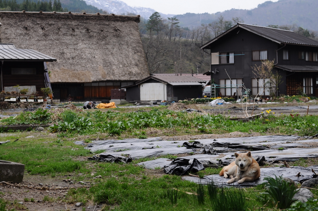 白川郷の犬