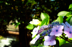 額紫陽花