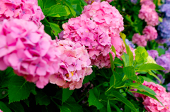 やきにくやの紫陽花