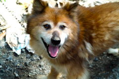 たぬきみたいなわがやの犬